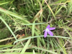 Triodanis perfoliata