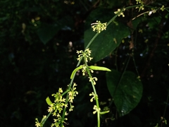 Orthosia