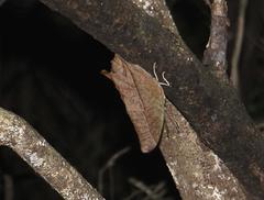 Charaxes varanes varanes
