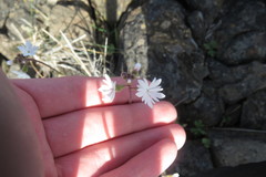 Lithophragma parviflorum