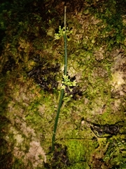 Orthosia