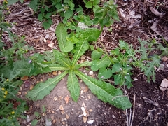 Helminthotheca echioides