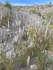 Enneapogon desvauxii