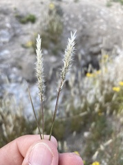 Enneapogon desvauxii