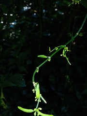 Orthosia