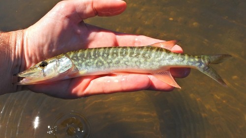Fish Facts: Chain Pickerel (Esox niger) - Orvis News