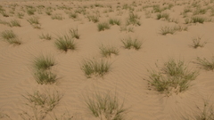 Cyperus conglomeratus