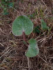 Petasites pyrenaicus