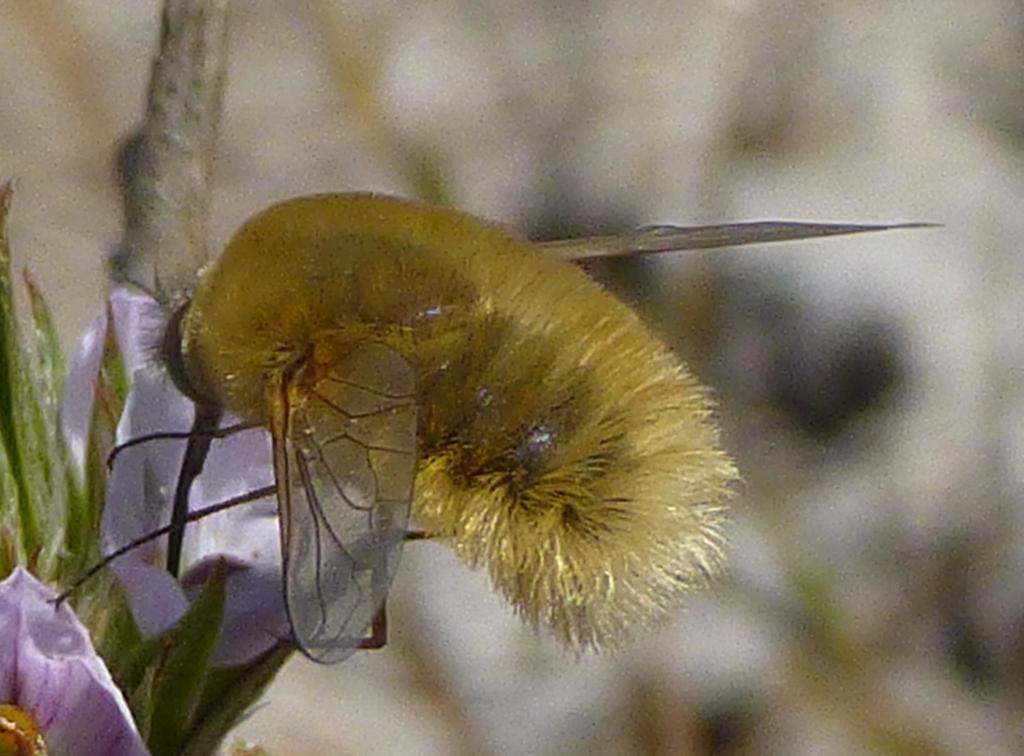 Golden Beefly