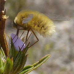 Australoechus hirtus