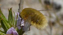 Australoechus hirtus