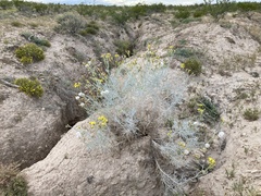 Senecio flaccidus flaccidus
