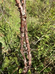 Hypericum densiflorum