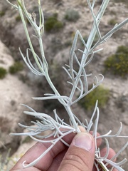 Senecio flaccidus flaccidus