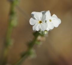 Cryptantha flaccida