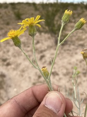 Senecio flaccidus flaccidus