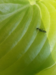 Formicidae