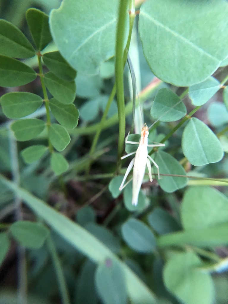 Narrowwinged Tree Cricket from Cass Park, Rink and Pool, Ithaca, NY