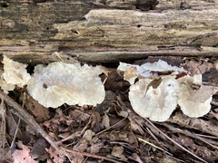 Tyromyces fumidiceps