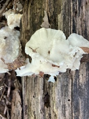 Tyromyces fumidiceps