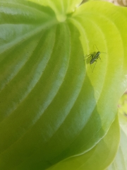 Formicidae