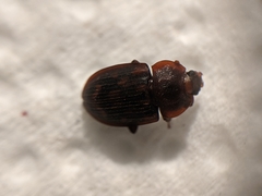 Phenolia grossa