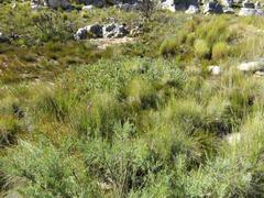 Leucadendron arcuatum