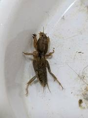 Neoscapteriscus vicinus