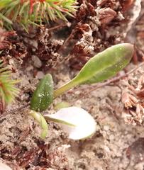 Arctotheca forbesiana