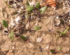 Arctotheca forbesiana