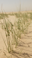 Cyperus conglomeratus