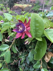 Passiflora phoenicea