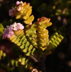Euchaetis meridionalis
