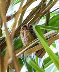 Otus lempiji