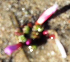 Oxalis stokoei