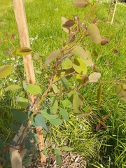 Eucalyptus yarraensis