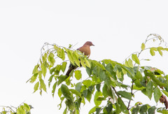 Treron fulvicollis