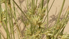 Cyperus conglomeratus