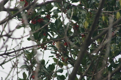 Sephanoides sephaniodes