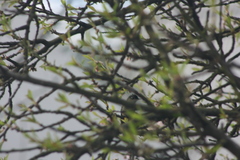 Sephanoides sephaniodes