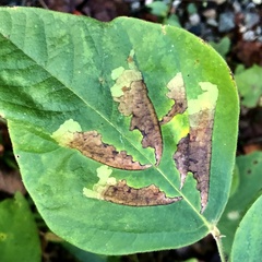 Cosmopterix lespedezae