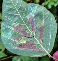 Cosmopterix lespedezae