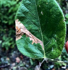 Cosmopterix lespedezae