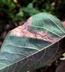 Cosmopterix lespedezae