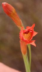 Gladiolus priorii