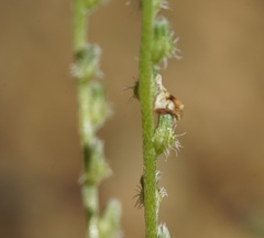 Cryptantha flaccida