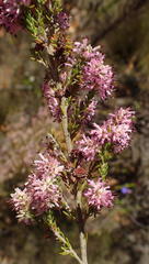 Erica uberiflora
