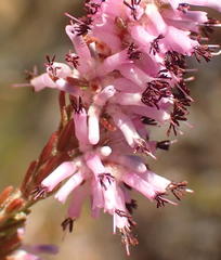 Erica uberiflora