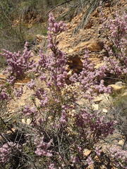 Erica uberiflora