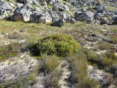 Leucadendron glaberrimum glaberrimum